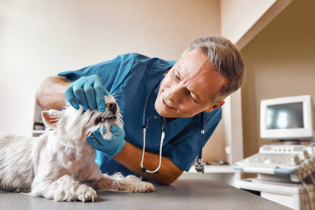 Best Weekend Emergency Dental Services in Ottawa, KS